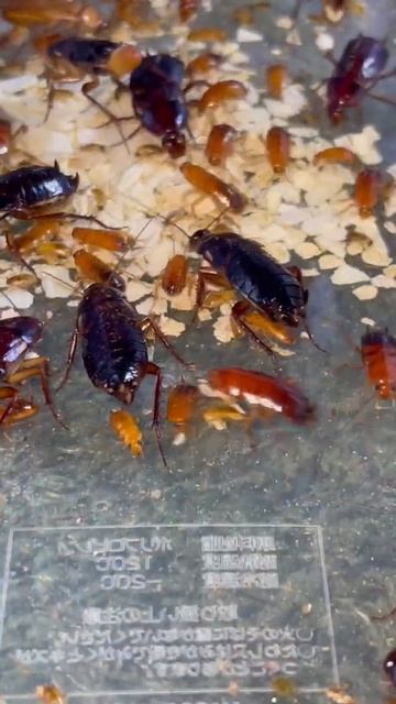 Feeding turkistan roach смотреть онлайн