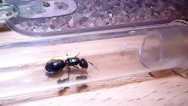 Переселение Camponotus sp. смотреть онлайн