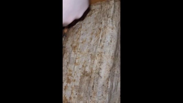 Пчёлы, весна 2023, с первого облёта и до цветения садов смотреть онлайн