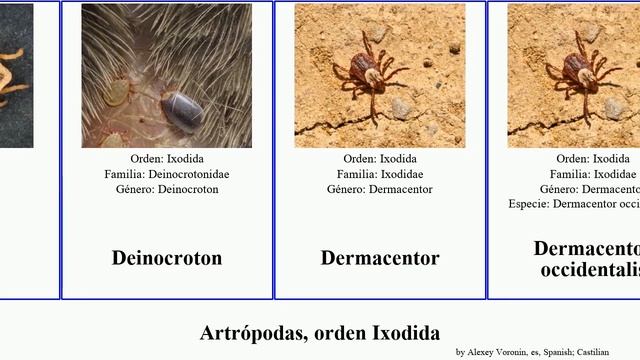 Artrópodas, orden Ixodida arthropoda occidentalis variabilis Dermacentor Argas Amblyomma Ixódido смотреть онлайн