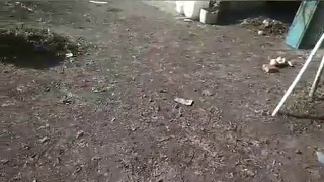 ✨Укпошта😱Продовжуємо прибирання на подвір'ї ✨ Самшит, насіння покупка💯👍✨ смотреть онлайн