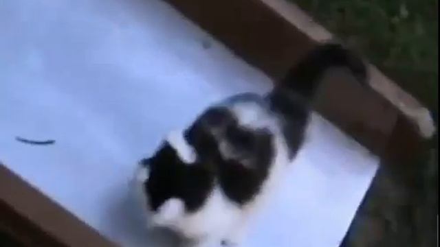 Котята катаются смотреть онлайн