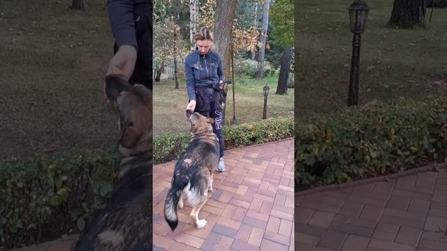 Приучение к амуниции смотреть онлайн