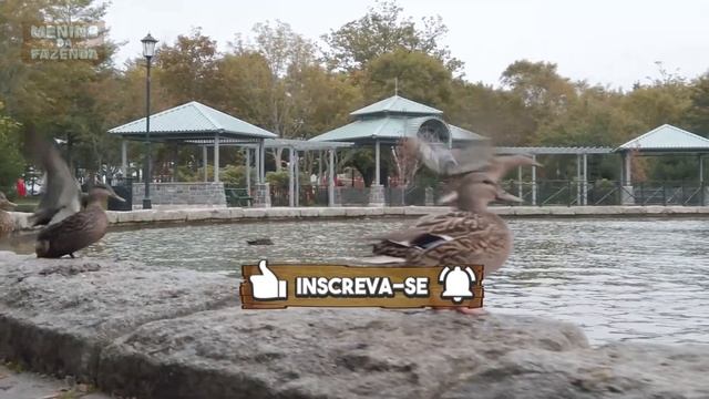 Som dos Patinhos - Patos Nadando - Patos Perto de Mim смотреть онлайн