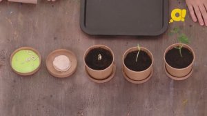Мастерим горшки для рассады вместе с Юнной из программы "Зелёный проект"