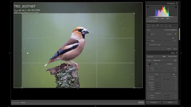 Photographing SMALL BIRDS - from FIELD to LIGHTROOM || BIRD PHOTOGRAPHY смотреть онлайн
