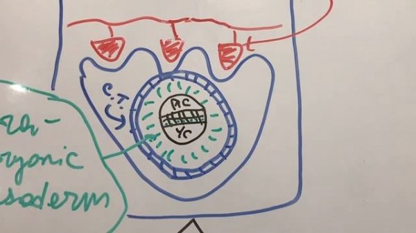 Развитие плаценты, часть 1