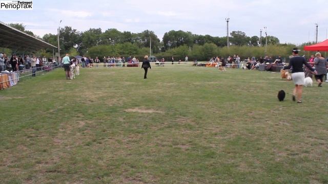 23 Лучшая собака 5 й группы 2015.09.12-13"Славутич" + "DneprDogShow" Международная выставка собак смотреть онлайн