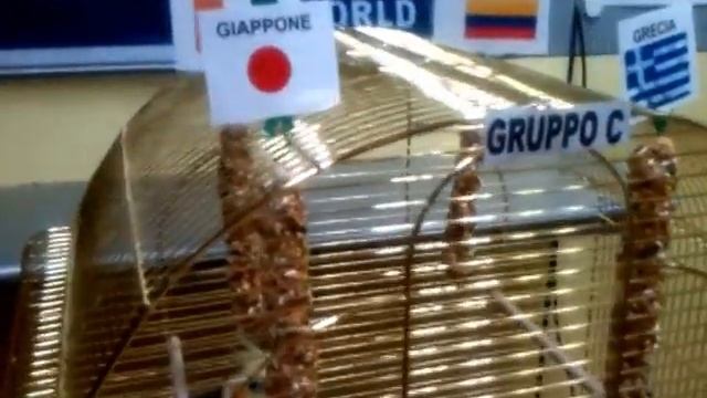 Carlos il pappagallo 2014 (passaggio turno) GRUPPO C смотреть онлайн