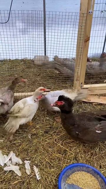 Птица чувствует весну, все начинают активничать 🐔🦆 смотреть онлайн