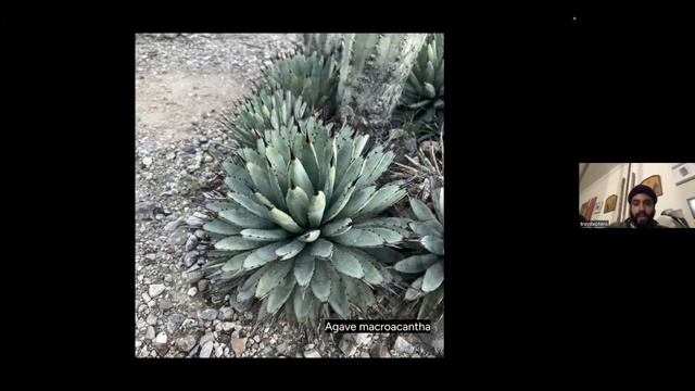 Plant Diversity of Oaxaca, Mexicy - Troy Stevens смотреть онлайн