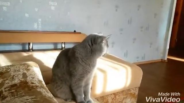 Кот влогер | show видео | кароче описание канала😉🐱 смотреть онлайн