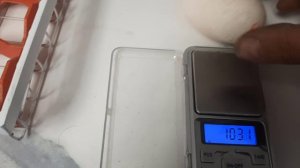 Инкубатор на 400 яиц, закладка на инкубацию яйцо индюшки, тяжелый кросс.