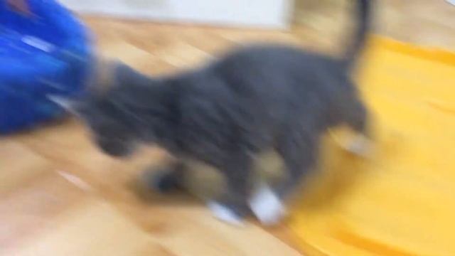 Я ❤️ 🐱 смотреть онлайн