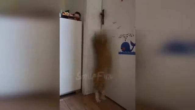 Смешные видео про кошек! 😜 смотреть онлайн
