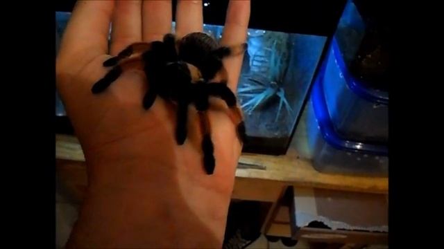 Mi Brachypelma smithi y Brachypelma emilia смотреть онлайн