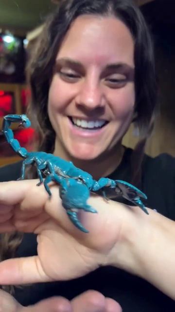 African emperor scorpion 🦂 see this color || #scorpion #bichchu #बिच्छू #shorts #nikshorts #animals смотреть онлайн