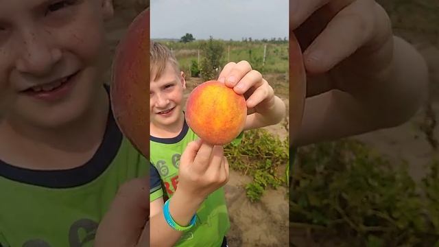 Собственный урожай в Анапе. смотреть онлайн