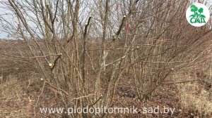 Как вырастить фундук?