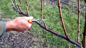 ОБРЕЗКА ВИНОГРАДА