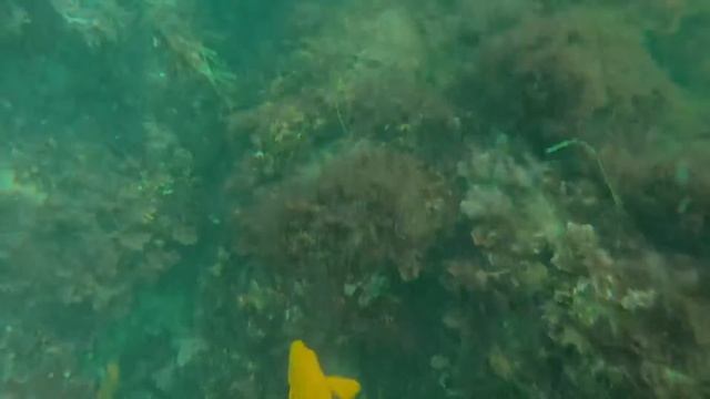 Scuba Diving La Jolla Cove смотреть онлайн