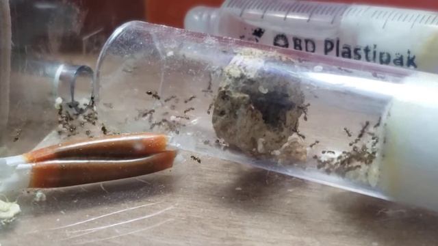 Solenopsis Invicta,#1 de 6 La colonia se muda a hormiguero Ants-Gdl смотреть онлайн