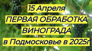 Первая обработка тепличного винограда в Подмосковье.