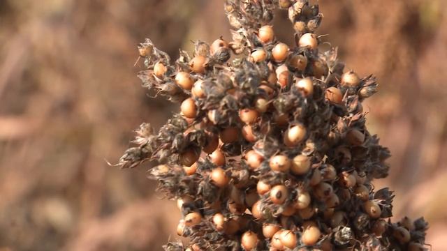Golden Grain | Texas Milo смотреть онлайн