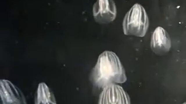 Comb Jellyfish Monterey Bay Aquarium смотреть онлайн