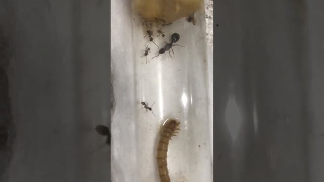 Koloni büyüyor Aphaenogaster subterranea смотреть онлайн