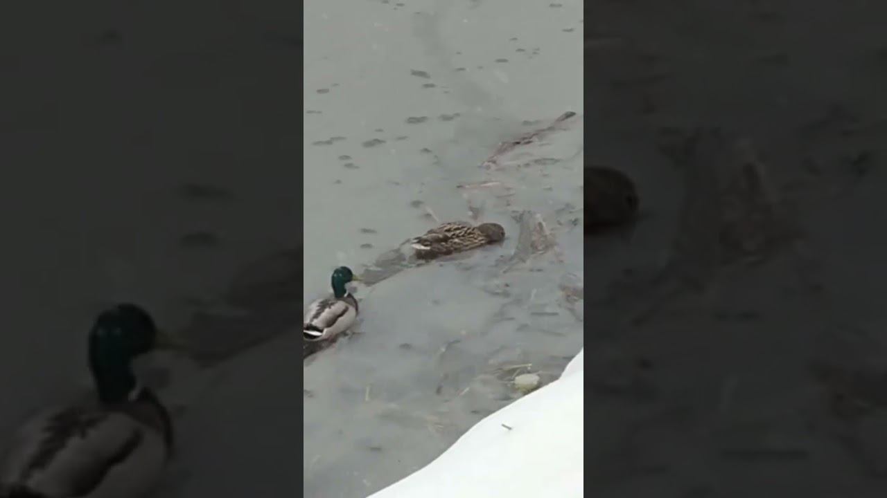 Кряквы в ледяном пруду/Mallards in the Ice Pond 08.04.2025 #shorts смотреть онлайн