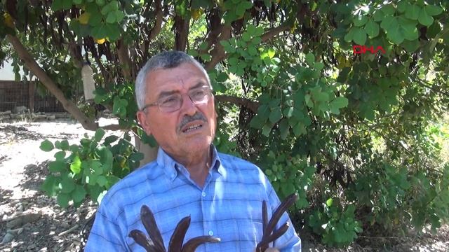 'Sen deli misin' diye güldükleri çiftçi, ürettiği keçiboynuzunu kilosu 2 dolardan satıyor смотреть онлайн