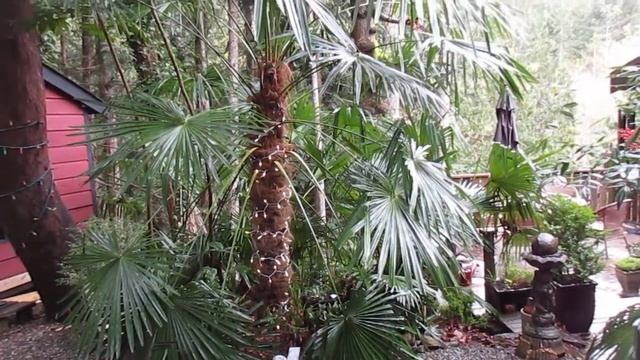 Trachycarpus fortunei Best Hardy Arborescent Palm Tree for a Temperate climate смотреть онлайн