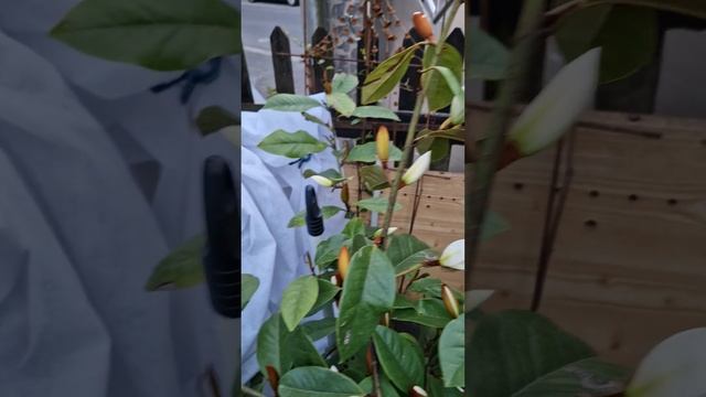 Magnolie Fairy Blush, Начала своё цветение Магнолия Фейри Блуш 30.04.2024