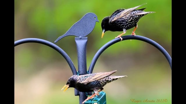 European Starling смотреть онлайн