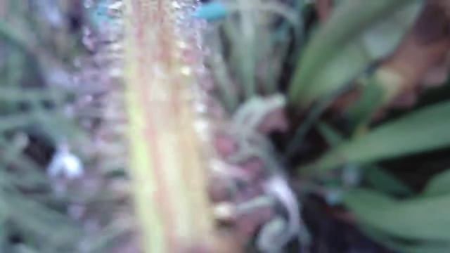 A review of the Teslong ms100 pencam digital microscope 20191106 161723 смотреть онлайн