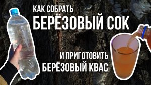 Как собрать березовый сок и приготовить из него квас