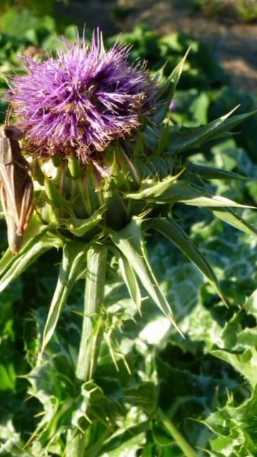 milk thistle #cures liver #healthy #medicinal #ayurvedha смотреть онлайн