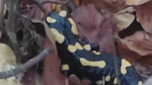 Fire salamander (Salamander Salamander) Pjegavi daždevnjak смотреть онлайн