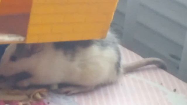 рататуй ест блина смотреть онлайн