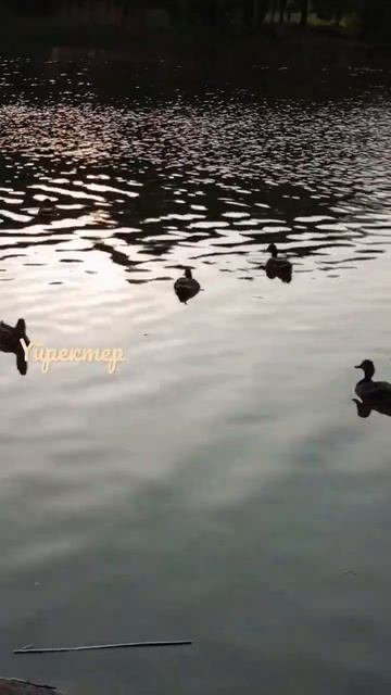 🦆 үйректер оқиғалары) Силезиан паркінде Катовицеде Польшада Европада смотреть онлайн