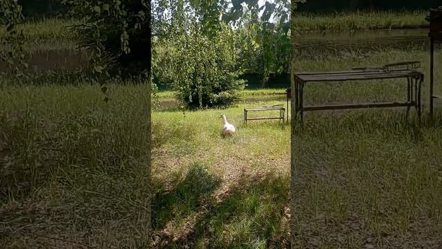 продаеться мальчик мускусный. Утки под заказ смотреть онлайн