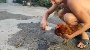 Курица не ест не пьет что делать ?