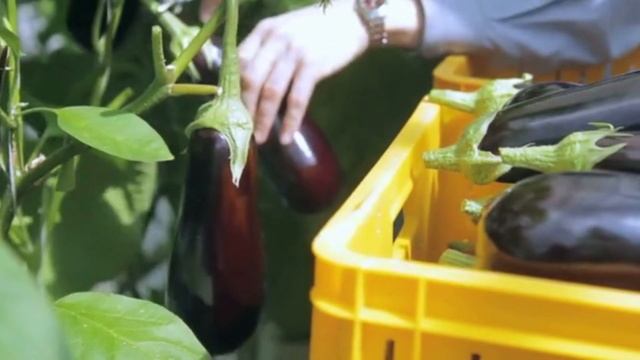 Баклажаны с ума сходят от этой подкормки!#сад #баклажаны смотреть онлайн