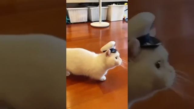 красивые кошки 1 смотреть онлайн