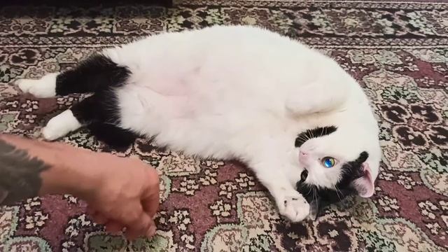 Самая ленивая кошка в мире смотреть онлайн