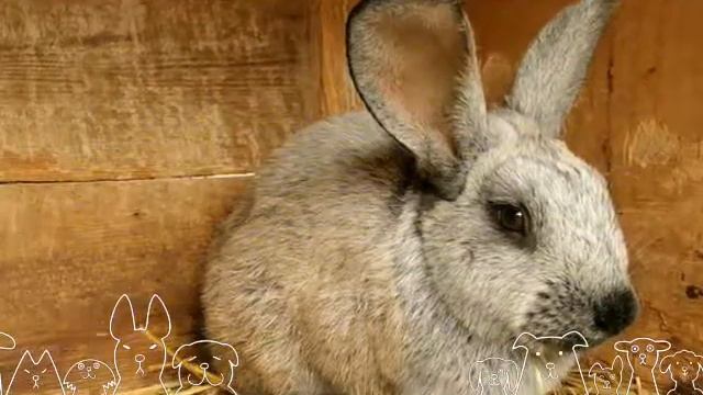 Милые кролики🐇🐰 смотреть онлайн