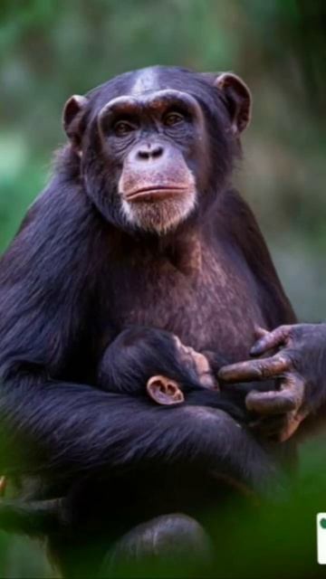 bonobos смотреть онлайн