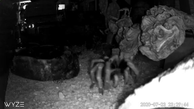 Hagrid (tarantula) 2: walking around in the dark смотреть онлайн