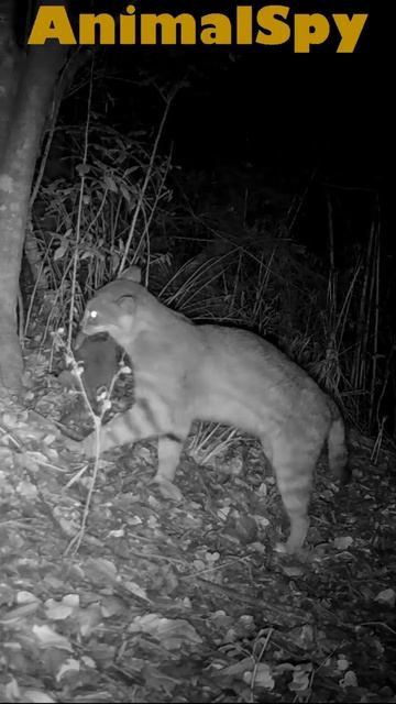 Gato COLOCOLO cazó un roedor. #wildlife #faunasalvaje #shorts #cámarastrampa #chile смотреть онлайн
